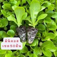 ราคา ต้นกล้าผักสวนครัว ต้นกล้าผักสลัด ต้นกล้าพริก ต้นกล้าเคล ต้นกล้ามะเขือเทศ ต้นกล้าผักไฮโดรโปรนิกส์ ต้นกล้าผักชี พร้อมปลูก (24963204362)