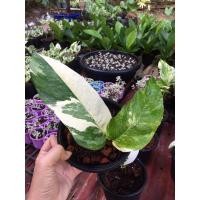 ราคา อิพิด่างขาว ด่างฮาฟสวยๆ (8490179818)