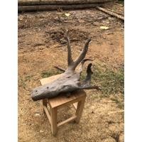ราคา กิ่งไม้สัก รากไม้ ตกแต่งตู้ปลา ตกแต่งสวน (22659317276)