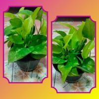 ราคา ต้นพลูด่างราชินีสีทองกระถาง6นิ้ว (24205545669)