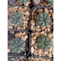 ราคา ยิมโนลูกชุบ ดอกขาว ขนาด 2 cm ส่งทั้งกระถาง (9409977511)