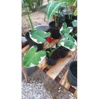 ราคา ต้นถุงเงินถุงทอง#ถุงเก็บเงินเก็บทอง (12418718485)