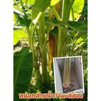ราคา หน่อกล้วยน้ำว้ามะลิอ่อง​(ขุดสด)​29บาท (4490263963)