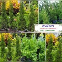 ราคา สนมังกร,ต้นสนมังกร,สน (15314221566)