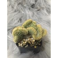 ราคา แมมนิ้วทองคริส ฟอร์มสวยๆ (8600821500)