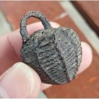 ราคา หมากทุยหลวงปู่เอี่ยม วัดหนัง พิมพ์นิยมหัวใจไก่ อุปเท่ห์สมหวังสมใจดั่งใจหมาย พร้อมบัตรรับรองพระแท้ (29828933801)