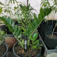 ราคา กวักมรกตด่าง พร้อมส่งทั้งกระถาง ยกกอ (18242057133)