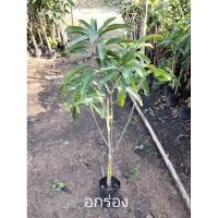 ราคา กิ่งพันธุ์มะม่วงอกร่อง (19772105825)
