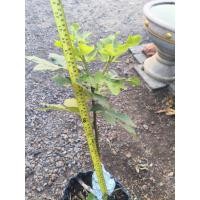 ราคา กิ่งตอนมะเดื่อฝรั่งคาวาเลีย (28790038961)