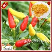 ราคา 100 เมล็ด พริกกะเหรี่ยง เมล็ดพริกกะเหรี่ยง เมล็ดพริก พริก พริกกะเหรี่ยงเมล็ดสั้น (29521332481)