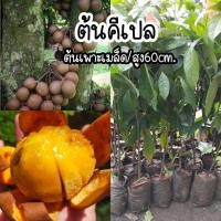ราคา ต้นคีเปล ผลไม้ทำให้ตัวหอม ไม้หายาก (57950508596)
