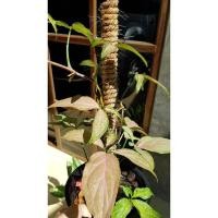 ราคา เงินไหลมาด่างชมพู ออมชมพูด่าง Syngonium podophyllum (6462904519)
