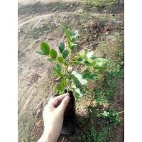 ราคา ต้นแก้วเจ้าจอมแบบ 6 ใบ แบบถุงดำ (22273332536)