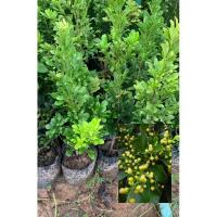 ราคา ต้นประยงค์ ไม้มงคลเสริมดวง (28707997445)