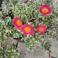 ราคา คุณนายใบด่าง คุณนายไฮโซด่าง คุณนายตื่นสายด่าง ในกระถางขนาด 2-3 นิ้ว เลี้ยงแดดจัด น้ำน้อย (11852707055)