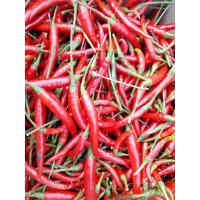 ราคา พริกจินดาแดง เขียว สวนปลูกเองเก็บตามออเดอร์ (41701284508)