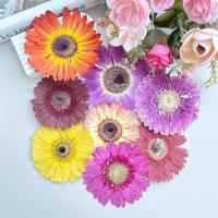ราคา ดอกเยอบีร่าอบแห้ง ดอกไม้แห้ง ( ขนาด 8-12 cm. ดอกไม้แต่ละสี ขนาดดอก ไม่เท่ากันค่ะ ) สำหรับงาน DIY งานเรซิ่นและตกแต่งอื่นๆ (27271129964)