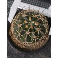 ราคา Melocactus curvispinus เมโลหนามตะกร้อ (42918691087)