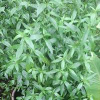 ราคา ฟ้าทะลายโจร ต้นฟ้าทะลายโจร (29722680149)