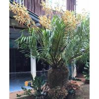 ราคา กล้วยไม้หางช้าง (เพชรหึง)กล้วยไม้ที่ใหญ่ที่สุด ไม้ประดับสวยงาม (21684717711)