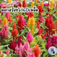 ราคา ดอกสร้อยไก่60 เมล็ด (21588394471)