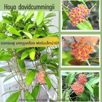 ราคา Hoya davidcummingii โฮย่าห้อยๆ ดอกชมพู มงกุฏเหลือง ต้นไม้แขวนประดับ ต้นไม้แต่งบ้าน (21892487471)