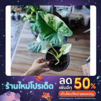 ราคา บอนกระดาดด่าง,ด่างสวย (19213220046)