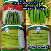 ราคา 20 เมล็ด เมล็ดกระเจี๊ยบเขียวฮิซาโอะF1 พันธุ์ต้นเตี้ย ติดฝักดก Zปลูกง่าย อัตรางอก 85% ต้นเตี้ย ติดฝักดก ฝักตรง สีเขียวสด) (18595042559)