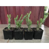 ราคา Cactus กระบองเพชร นวมนักมวย ไม้อวบน้ำ (4844030056)