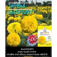 ราคา เมล็ดพันธุ์ดาวเรืองตัดดอกลูกผสม เยลโล่วัน 971 (684884048)