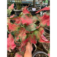 ราคา บอนสีนายทองเหม็นกระถาง4จัดส่งทั้งกระถาง (22459872034)