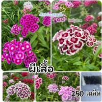 ราคา เมล็ดพันธุ์ ดอกผีเสื้อคละสี 250 เมล็ด Dianthus chinensis เมล็ดนำเข้า (27072415049)