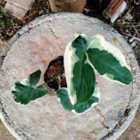 ราคา ต้นถุงเงินถุงทอง ไม้มงคล (6038882401)