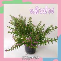 ราคา ต้นหลิวม่วงแคระ กระถาง5" สูง25-30ซม พุ่มสวย ทนแดด ทนฝน (ต้นหลิวไต้หวัน ต้นหลิวม่วง ต้นหลิวแคระ) (15964642643)