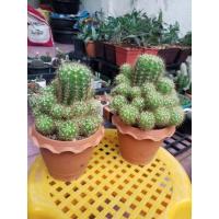 ราคา ต้นกระบองเพชร,แคคตัส อิชินอปซิส Echinopsis Calochlora Cactus หรือดาวล้อมเดือน ^ ^ (1639337063)