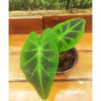 ราคา ว่านพระมเหศวร มหาอำนาจปราบปรามภูติผีปีศาจ (13651915633)