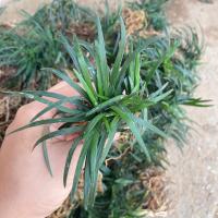 ราคา F121 หญ้าหนวดปลาดุกแคระ #มีราคาส่งทักแชท ขั้นต่ำ 20ต้น หญ้าปูพื้นคลุมดิน แต่งสวน หนวดปลาดุกแคระ (4433218793)