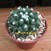 ราคา อิรุซามุ แมมมิลาเรีย/แคคตัส (6335035538)