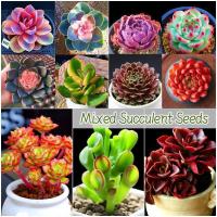 ราคา เมล็ดพันธุ์ พืชอวบน้ำ บรรจุ 100 เมล็ด คละสี Mixed Succulents Plant Seeds เมล็ดดอกไม้ บอนสีราคาถูก เมล็ดบอนสี ต้นไม้มงคล (27680248998)