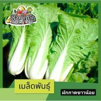 ราคา เมล็ดพันธุ์ผักกาดขาวน้อยเบบี้ กิมมุ๊ย 10กรัม เมล็ดพันธุ์ผักกาดขาว เมล็ดพันธุ์ผักสวนครัว เมล็ดพันธุ์ผักกาดขาวปลี ปลูกง่าย (22764189352)