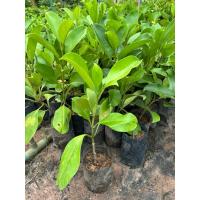 ราคา ต้นแก้วมุกดา ดอกสวย มีกลิ่นหอม (44057833266)