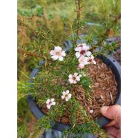 ราคา ต้นมานูก้า. ออกดอกตลอดทั้งปี ดอกสีขาวอมชมพูกระถาง 8 นิ้ว (41426261089)