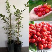 ราคา (ชุด 2 ต้น) ต้นเชอร์รี่ไทย กิ่งตอน รสชาติเปรี้ยวอมหวาน ให้ผลผลิตตลอดปี (25526352316)