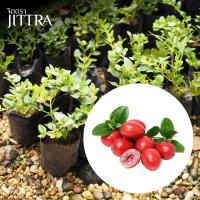 ราคา จิตตรา ต้นพันธุ์มะม่วงหาวมะนาวโห่ญี่ปุ่น หีบไม้งาม Natal Plum ปักชำกิ่งสูง 30-50 ซม. พร้อมส่งเคลมฟรี (43320737860)