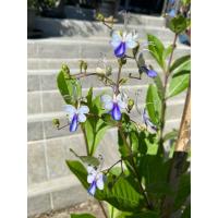 ราคา ต้นผีเสื้อแสนสวย (Rotheca myricoides) มีดอกสีฟ้า–ม่วงอ่อนคล้ายผีเสื้อ (41672941038)