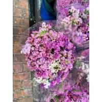 ราคา ดอกสแตติส ดอกสแตติสสด ดอกสแตติสแห้ง ดอกไม้วันปัจฉิม ดอกไม้แห้งวันปัจฉิม (25109023579)