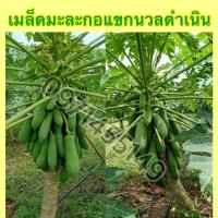 ราคา เมล็ดมะละกอแขกนวลดำเนิน (8740324180)