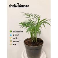 ราคา ปาล์มไผ่แคระ ไม้ฟอกอากาศ (8413896606)