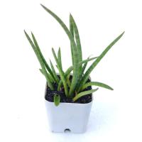 ราคา ว่านงาช้างป่า ทั้งกระถาง ต้นงาช้าง ว่านงาช้าง ไม้มงคล ไม้ฟอกอากาศ ในห้องนอน (7870256827)