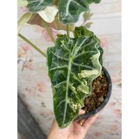 ราคา แก้วสารพัดนึกด่าง (ตัวผู้) Alocasia amazonica variegated ต้นที่ส่ง คือ ต้นในรูป (20429696417)